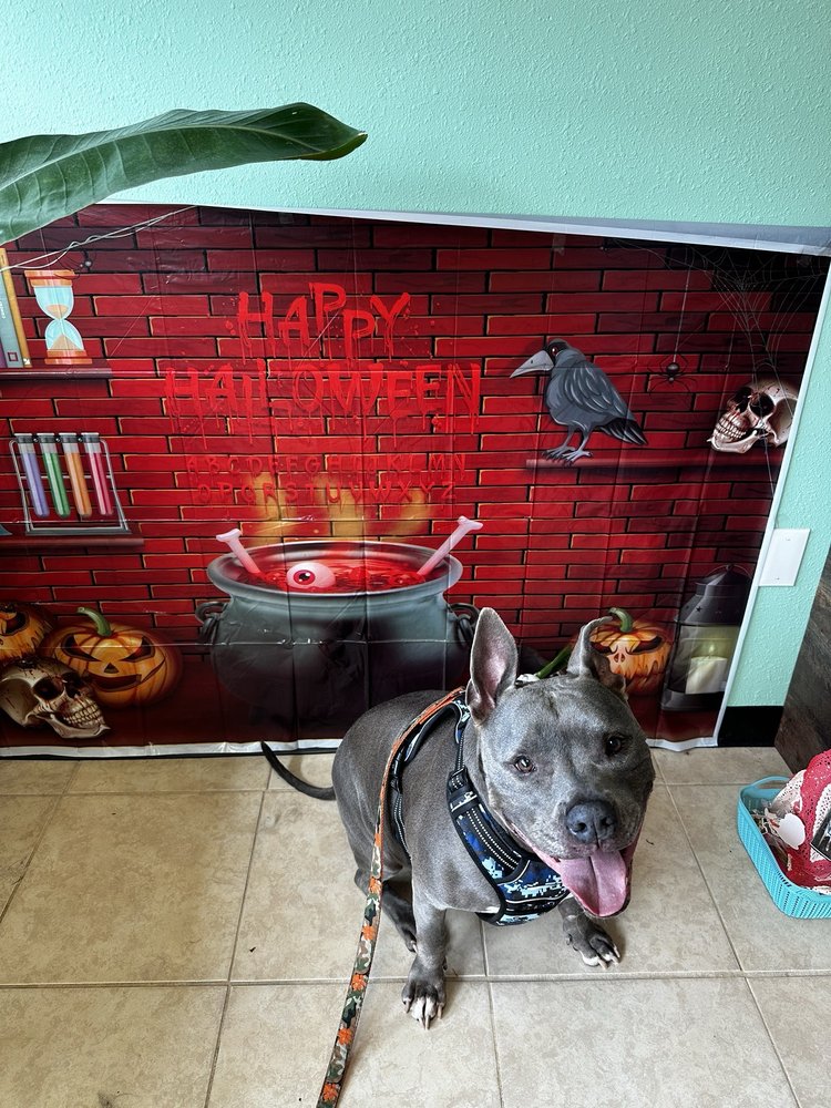 Groomed To Pawfection Pet Resort Image