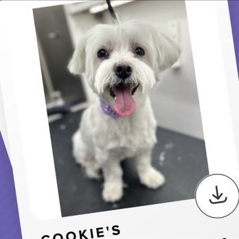 Wow My Dog - Pet Groomers Near Me