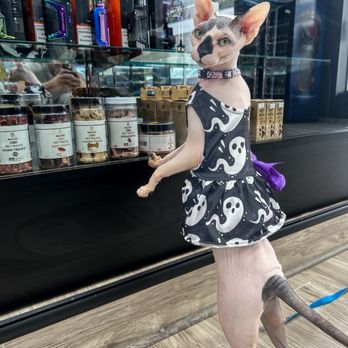 121 Smoke Shop - CBD Pet Treats - Vape Shops Near Me - Weatherford, Texas 121 Smoke Shop - CBD Pet Treats - Vape Shops Near Me - Weatherford, Texas