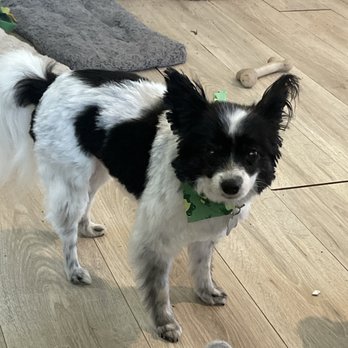 Snoopy's Dog House - Pet Groomers Near Me - Watauga, Texas Snoopy's Dog House - Pet Groomers Near Me - Watauga, Texas
