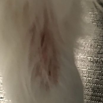 Canine Corner - Close up of the 3 distinct cuts on Sammy - Pet Groomers Near Me - Waunakee, Wisconsin