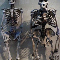 Osteopath mx - Osteopatia Quiropractico Fisioterapia