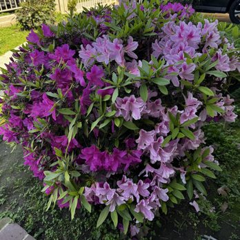 Secrete Nail Bar - My inspo flower photo - Nail Salons Near Me - Westminster , California