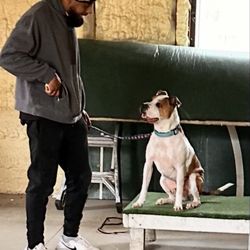 Lansing Leashes