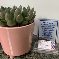 Anna Lee DDS - Succulent plant at reception desk