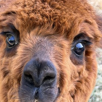 Canzelle Alpacas - Farms Near Me - Carpinteria, California Canzelle Alpacas - Farms Near Me - Carpinteria, California