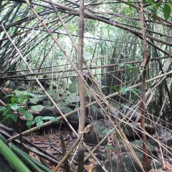 Hi’ilawe Falls - Bamboo Forest - Hiking Near Me Hi’ilawe Falls - Bamboo Forest - Hiking Near Me
