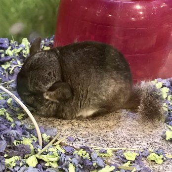 PetSmart - Cute Chinchilla they have for sale! - Pet Training Near Me - Citrus Heights, California PetSmart - Cute Chinchilla they have for sale! - Pet Training Near Me - Citrus Heights, California