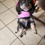 Photo of Spa 4 Paws Grooming