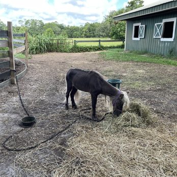 Painted Oaks Academy - Pony - Horseback Riding Near Me - Orlando, Florida Painted Oaks Academy - Pony - Horseback Riding Near Me - Orlando, Florida