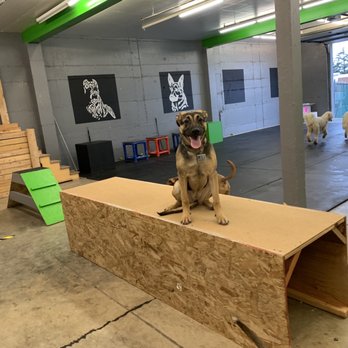 The Northwest Dog Trainer - Coco's first day at day camp - Pet Training Near Me - Des Moines, Washington The Northwest Dog Trainer - Coco's first day at day camp - Pet Training Near Me - Des Moines, Washington