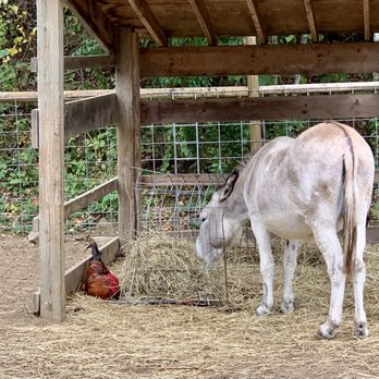 Berlin Orchards - Roaster and Donkey - Pumpkin Patches Near Me - Berlin, Massachusetts