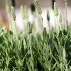 Alleyn Park Garden Centre - Lavender.