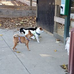 Small dogs living their best life