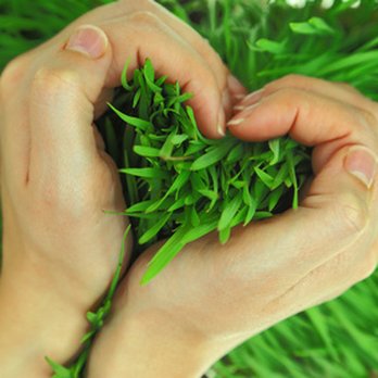 Love it Lawn Care - two hands holding a heart of green grass - Lawn Services Near Me - Butte, Montana Love it Lawn Care - two hands holding a heart of green grass - Lawn Services Near Me - Butte, Montana