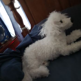 Cuddle Clones - Before I brushed her from her travels - Pet Stores Near Me - Akron, Ohio
