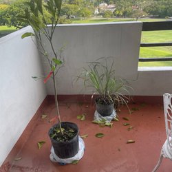 Casey's Corner Nursery