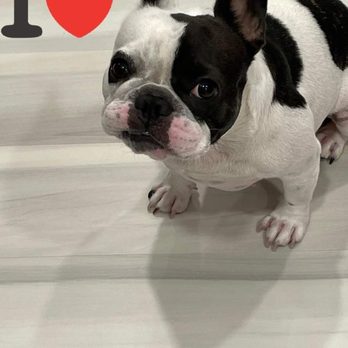 Conch Flooring - My fur baby approves - Flooring Near Me - Anaheim, California Conch Flooring - My fur baby approves - Flooring Near Me - Anaheim, California