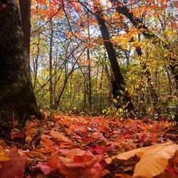Mather Woods - Fall leaves