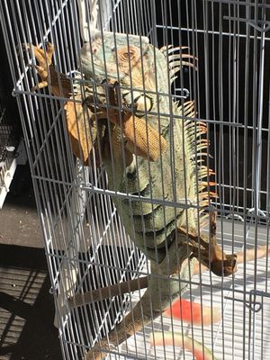 Carol's Pet Center by null