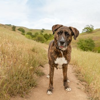 Paws and Play Studio - Pet Photography Near Me