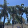 Aguilar Landscaping