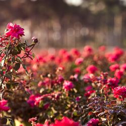 Pure Beauty Farms