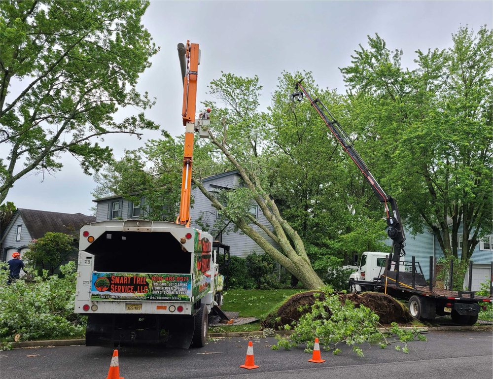 Smart Tree Service - tree service in Lindenwold, NJ
