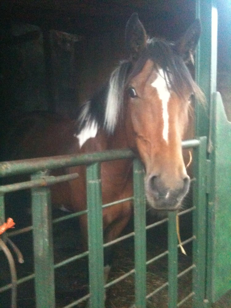 ASHTOWN STABLES Updated July 2024 15 Ashtown Grove, Dublin, Republic of Ireland Horseback