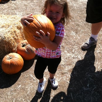 Peltzer Pumpkin Farm - She found her pumpkin! - Pumpkin Patches Near Me - Temecula, California Peltzer Pumpkin Farm - She found her pumpkin! - Pumpkin Patches Near Me - Temecula, California