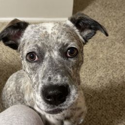 My doggo!