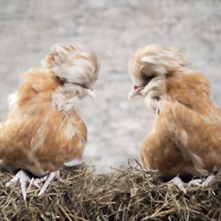 The Silkie Farm