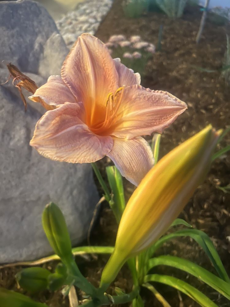 ALAMEDA WHOLESALE NURSERY Updated October 2025 1950 W Dartmouth Ave