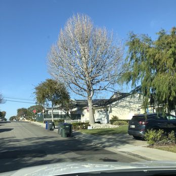 Tiger Tree Services - Before trimming - Tree Services Near Me Tiger Tree Services - Before trimming - Tree Services Near Me