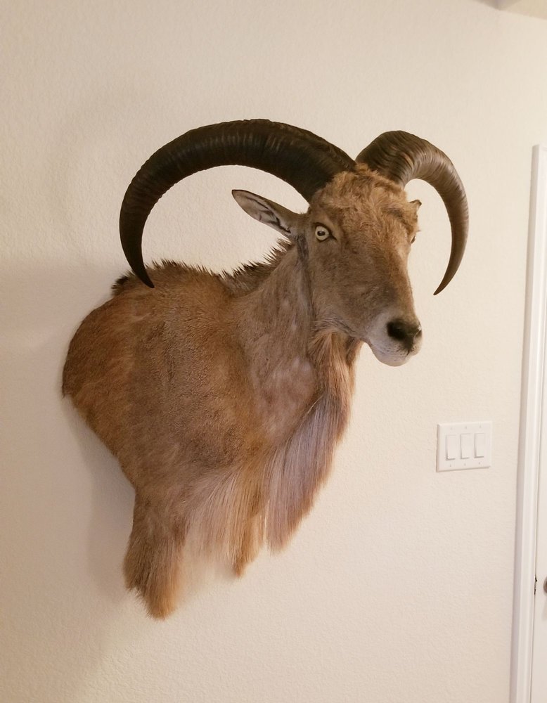 Harwell Taxidermy - taxidermy in Rowlett, TX
