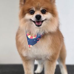 Methuen Veterinary Hospital - Rocco is smiling bright!