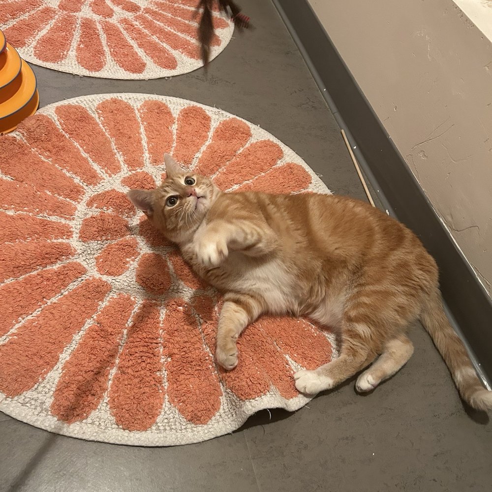 Cat Town - Animal Shelters Near Me - Oakland, California Cat Town - Animal Shelters Near Me - Oakland, California