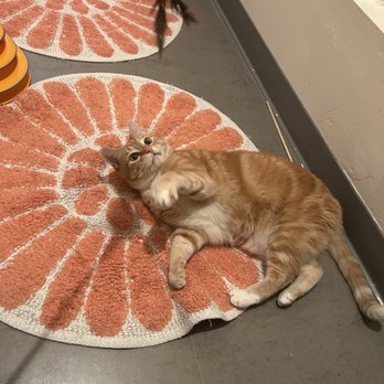 Cat Town - Animal Shelters Near Me - Oakland, California Cat Town - Animal Shelters Near Me - Oakland, California