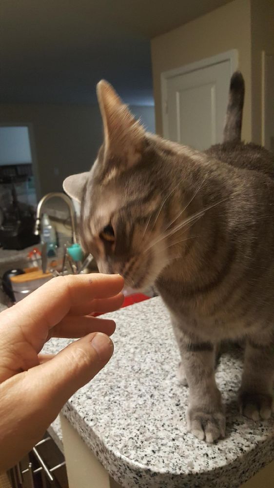 animal house pet boarding