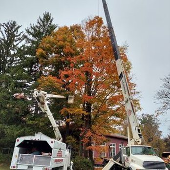 James Rogan Tree Service - Tree Services Near Me - Upper Darby, Pennsylvania James Rogan Tree Service - Tree Services Near Me - Upper Darby, Pennsylvania