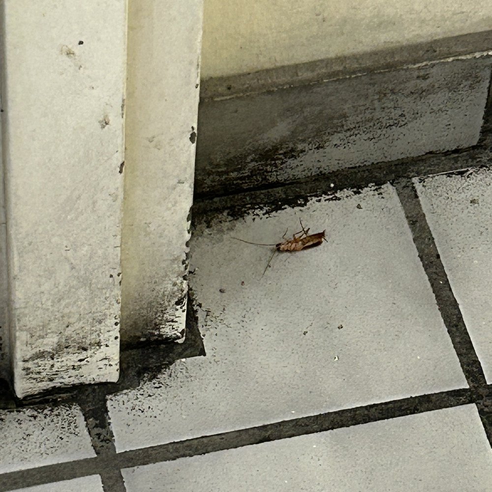 They don't clean or exterminate well They don't clean or exterminate well