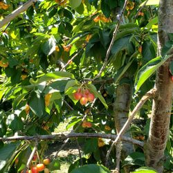 Root Orchards