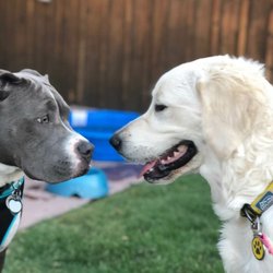 The Dog Squad AZ - Zoey meets Nigel at group class! Love her cute little worried wrinkle.