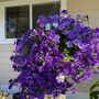 Photo of Bremerton City Nursery