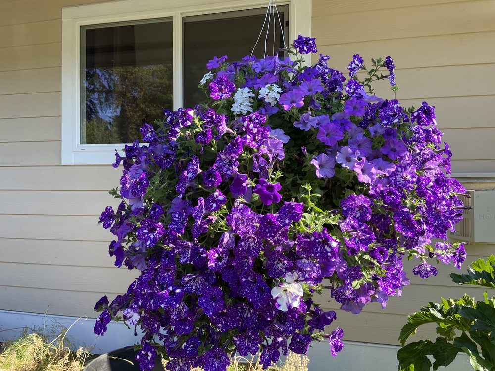 BREMERTON CITY NURSERY Updated October 2024 10 Photos & 20 Reviews