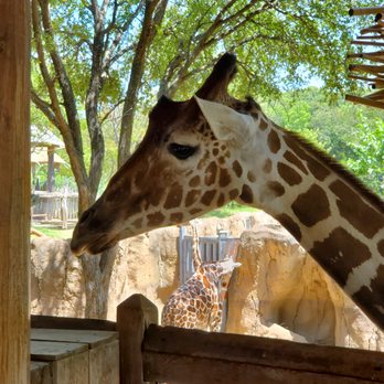 Dallas Zoo - This giraffe loves to be hand-fed with lettuce! - Zoos Near Me - Dallas, Texas