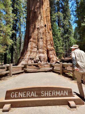 General Sherman Tree by null