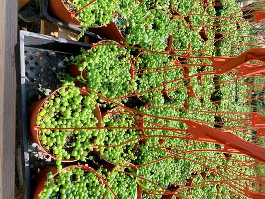 SOUTH BAY ROOTS NURSERY - 105 Photos & 15 Reviews - 9635 Whittier Blvd