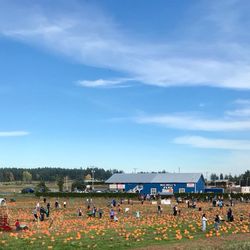 Harvest Rd - Enjoy a lunch at Harvest Rd., then grab a pumpkin from Michell's Farm, all at the same location!