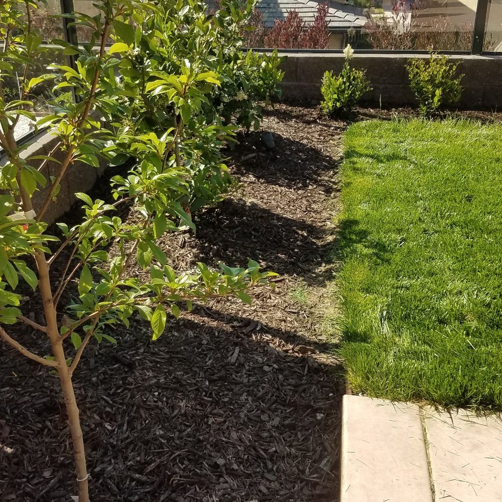 Gran Tierra - Fruit trees on the side - Landscaping Near Me - San Marcos, California Gran Tierra - Fruit trees on the side - Landscaping Near Me - San Marcos, California